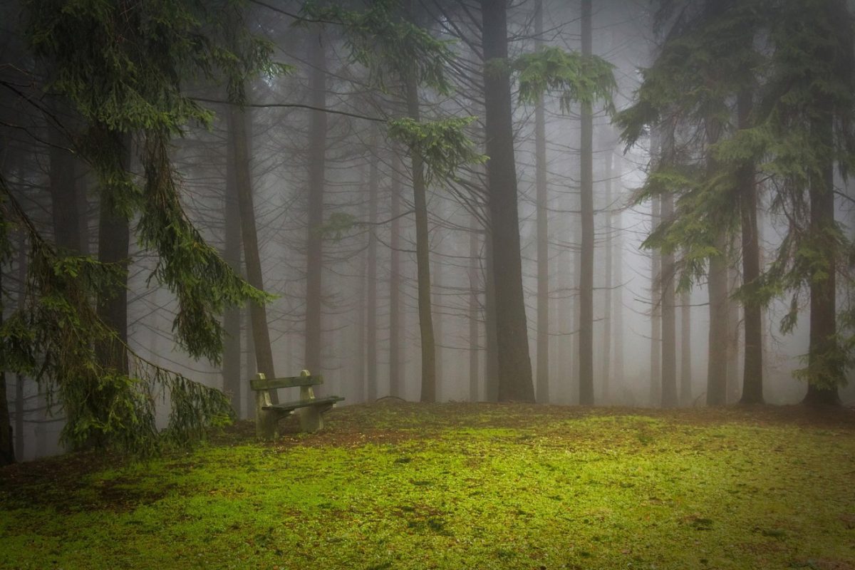 Cabane perchée ou yourte : quel hébergement insolite choisir