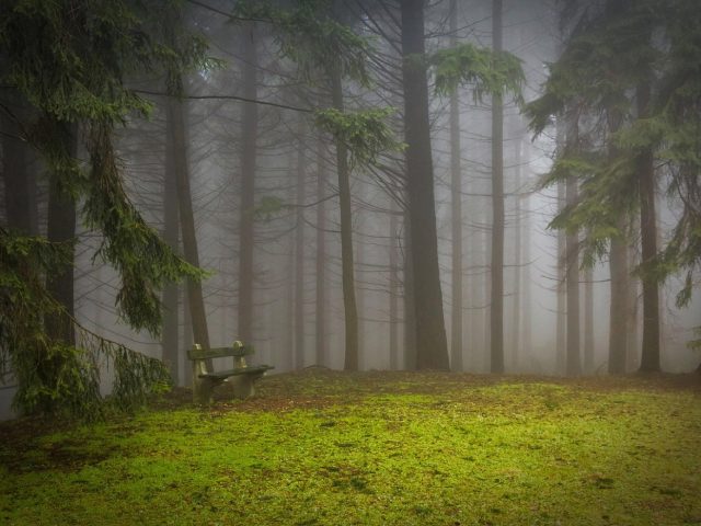 Cabane perchée ou yourte : quel hébergement insolite choisir